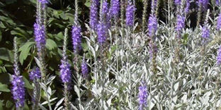 Veronica spicata ssp. incana