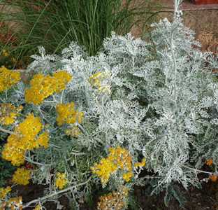 Senecio cineraria 'Candicans'