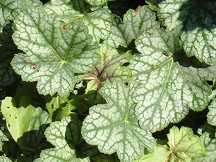 Heuchera americana 'Dales Strain'