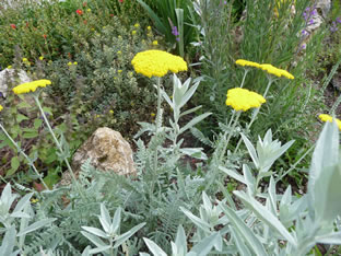 Achillea clypeolata