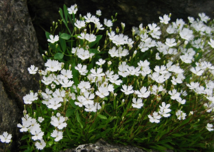 Silene alpestris