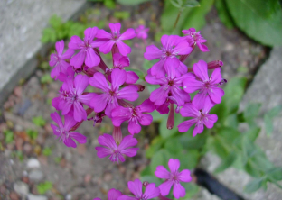 Silene armeria