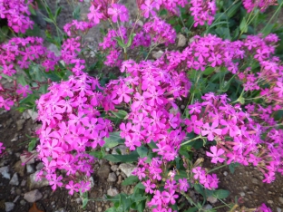 Silene asterias