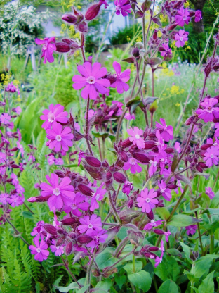 Silene dioica