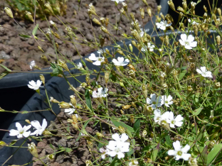 Silene rupestris