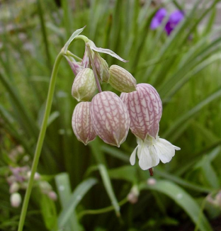 Silene vulgaris