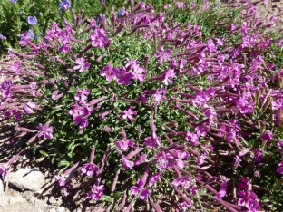 Silene schafta 'Splendens'