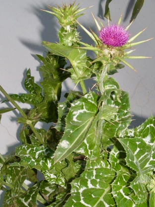 Silybum marianum