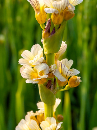 Sisyrinchium striatum