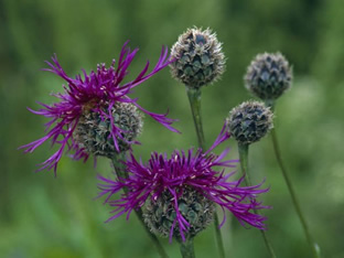 Centaurea scabiosa