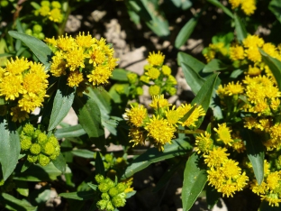 Solidago cutleri