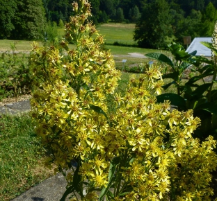 Solidago virgaurea