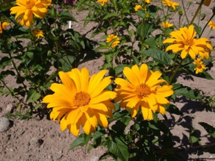 Heliopsis helianthoides var. scabra 'Sommersonne'