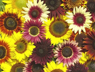 Helianthus annuus 'Summertime Mixture' F1