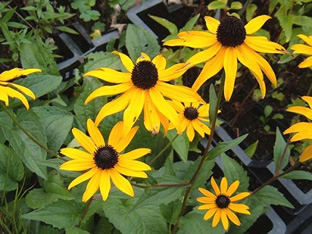 Rudbeckia fulgida var. sullivantii 'Goldsturm'