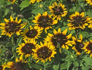 Rudbeckia hirta 'Sputnik'