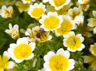 Limnanthes douglasii