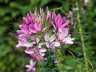 Cleome hassleriana 'Rose Queen'