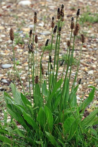 Plantago lanceolata