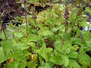 Stachys alpina