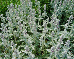 Stachys byzantina