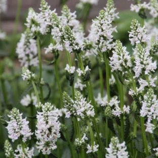 Stachys discolor (nivea)