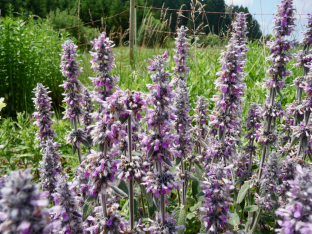 Stachys germanica