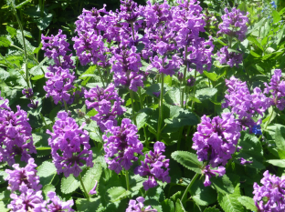 Stachys macrantha