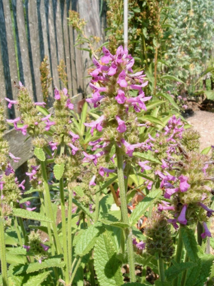 Stachys officinalis