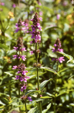 Stachys palustris