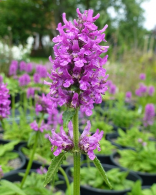 Stachys monnieri