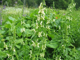 Stachys recta