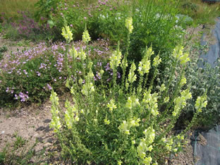 Antirrhinum braun-blanquetii