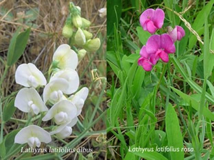 Lathyrus latifolius 'Perlenmischung'