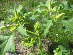 Datura stramonium