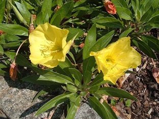 Oenothera macrocarpa