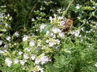 Calamintha nepeta