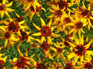 Coreopsis tinctoria 'Mardi Gras'