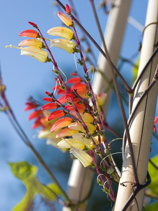 Ipomoea (Mina) lobata