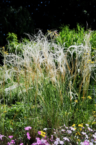 Stipa barbata