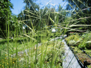 Stipa capillata