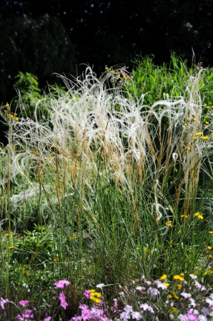 Stipa barbata