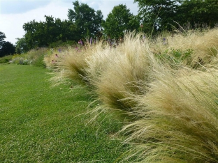 Stipa tenuissima