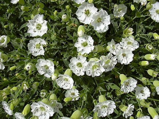 Silene uniflora 'Weisskehlchen'