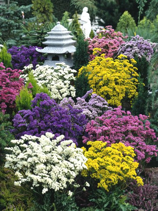 Limonium sinuatum 'Pacific-Hybriden'