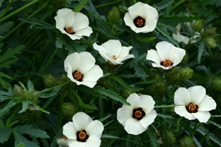 Hibiscus trionum