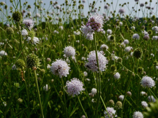 Succisella inflexa (weisse Form)