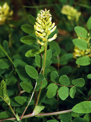 Astragalus glycyphyllos