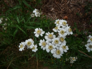 Achillea ptarmica