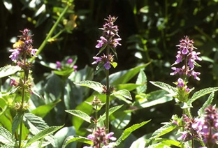 Stachys palustris